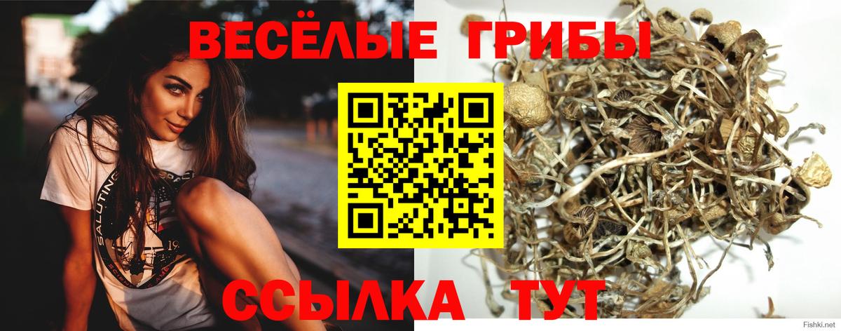 Галлюциногенные грибы Psilocybine cubensis Орехово-Зуево